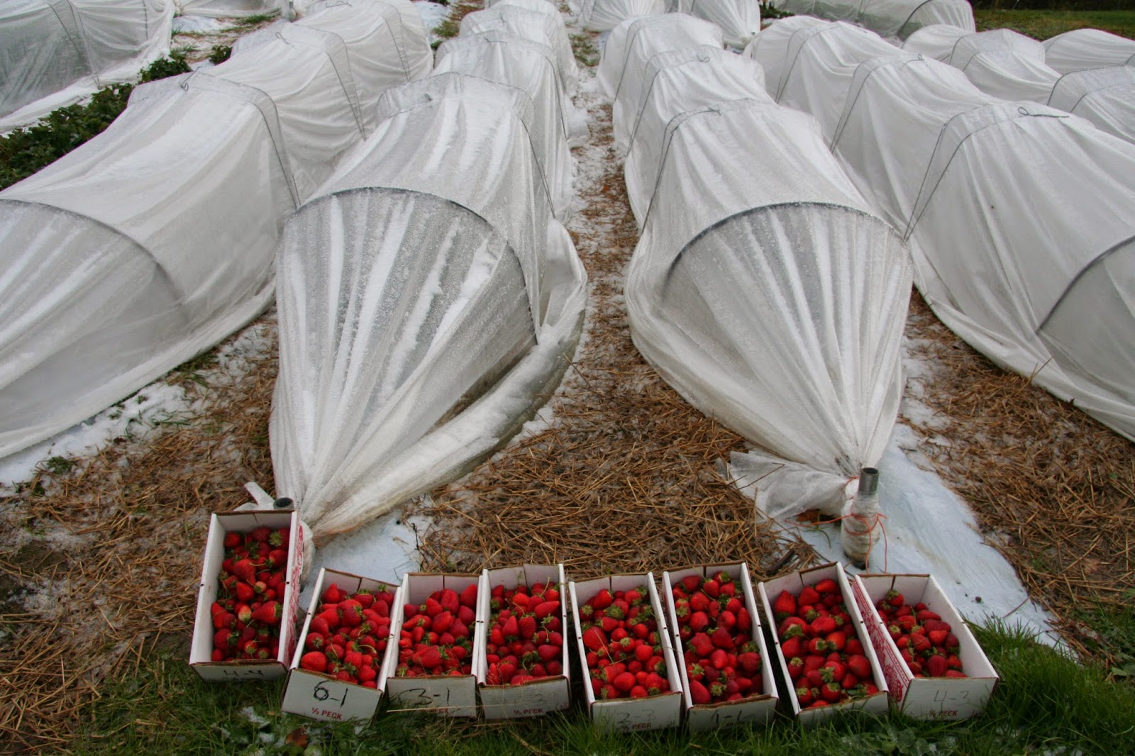 Укрытие клубники